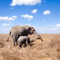 TZA SHI SerengetiNP 2016DEC24 NamiriPlains 043 : 2016, 2016 - African Adventures, Africa, Date, December, Eastern, Month, Namiri Plains, Places, Serengeti National Park, Shinyanga, Tanzania, Trips, Year